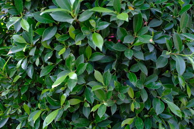 Full frame shot of plants