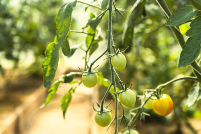 Close-up of fruit growing on tree