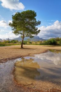 Tree by lake against sky