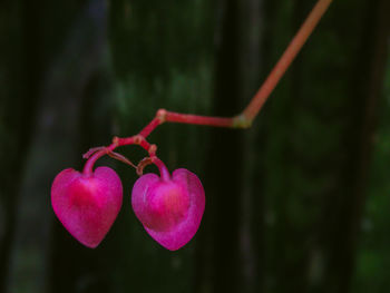 Close-up of heart shape against blurred background