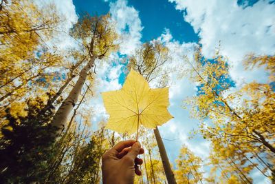 Cropped hand of person holding yellow maple leaf in forest