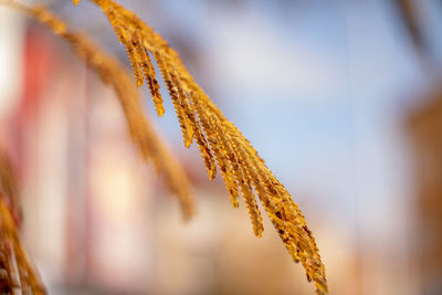 Close-up of tree leafs 