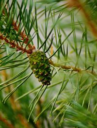 Close-up of pine tree