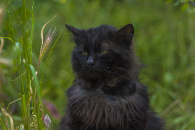 Close-up of a cat on field