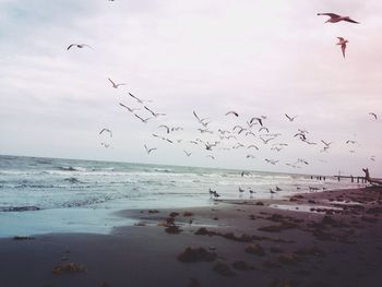 Flock of birds flying over sea