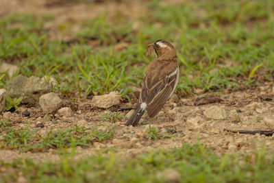 Close-up of a bird perching on a field