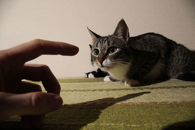 Close-up of hand holding cat with shadow on street