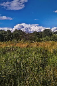 Scenic view of field against sky