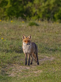 Portrait of cat on field
