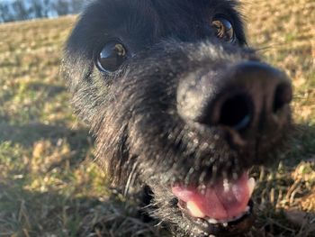 Close-up portrait of dog on field