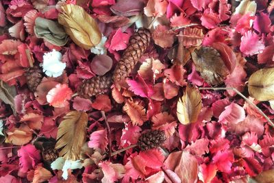 Full frame shot of leaves