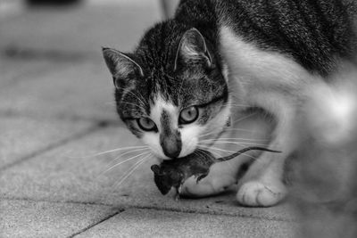 Close-up of cat lying on floor