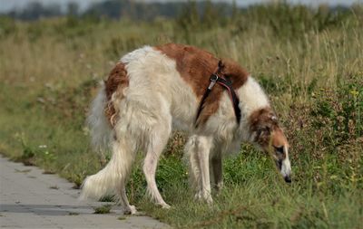 View of two dogs on field