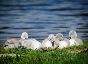 Surface level of baby cygnets on grass