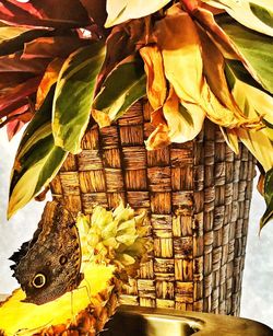 Low angle view of leaves on tree