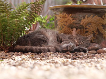 View of a cat resting