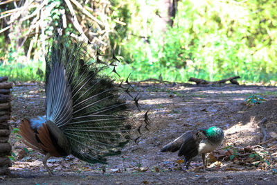 View of peacock on land