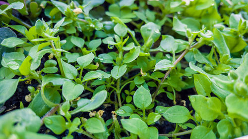 Close-up of green leaves