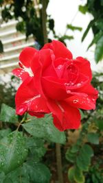 Close-up of wet red rose blooming outdoors