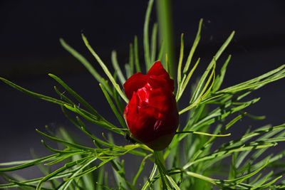 Close-up of red leaves