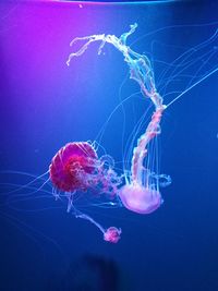 Close-up of jellyfish against blue background