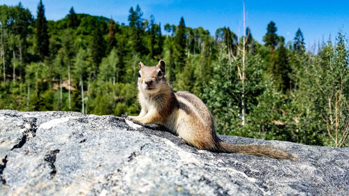 Squirrel on tree against sky