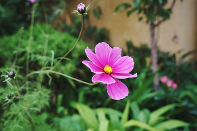 Close-up of pink cosmos flower on field