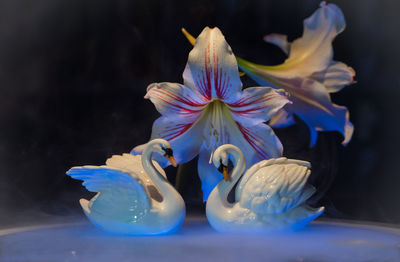 Close-up of blue flowers