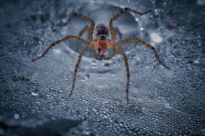 Close-up of spider