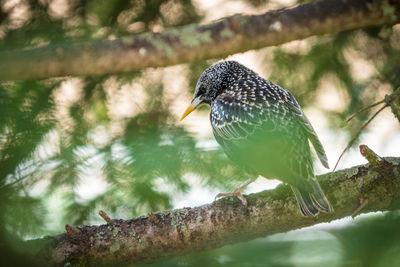 Low angle view of bird perching on branch