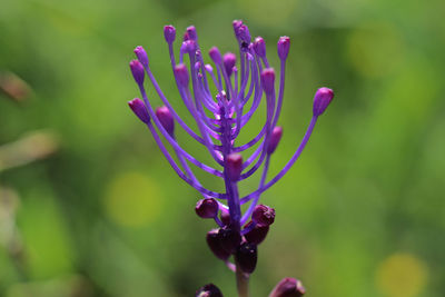 Close-up of purple flowering plant