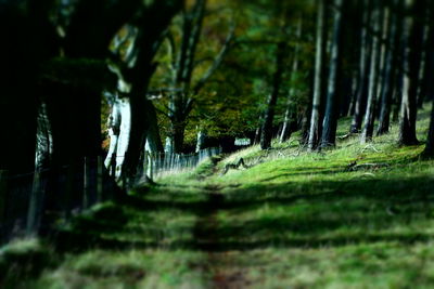 Trees in forest