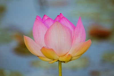 Pink lotus flower and lotus flower plants