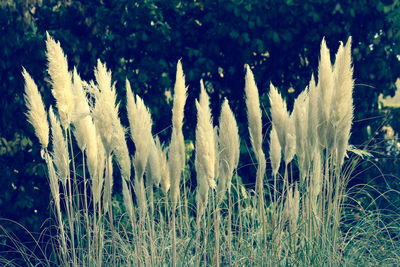 Close-up of fresh plants