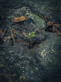 High angle view of dry leaves on field