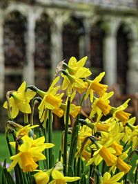 Close-up of yellow flowers blooming outdoors