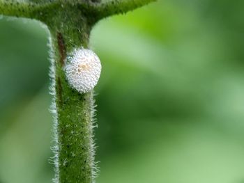 Close-up of flower buds growing on plant
