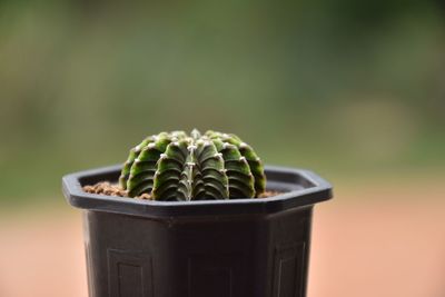 Close-up of potted plant