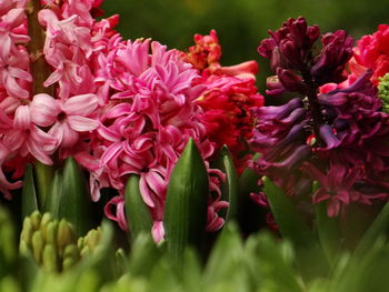 Hyacinths are ornamental plants with spherical bulbs