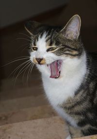 Close-up of cat yawning