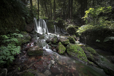 Scenic view of waterfall in forest