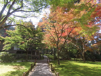 Trees in park during autumn