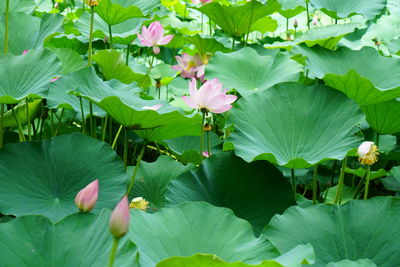 Close-up of pink water lily