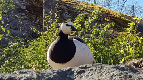 View of an animal on rock