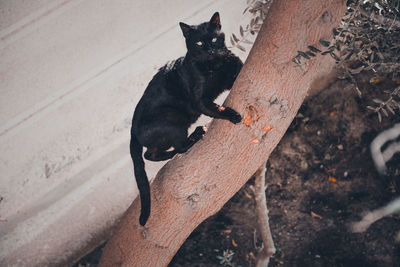 High angle view of black dog