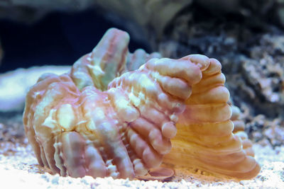 Close-up of seashells