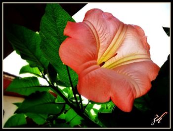 Close-up of day lily blooming outdoors