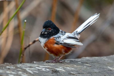 Close-up of a leucistic spotted towhee bird perching on wood