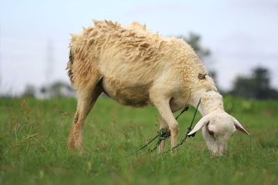 Sheep grazing in a field