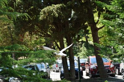 Chairs and table by trees